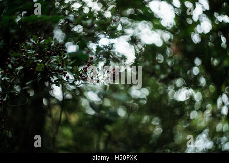 Un ramo di bacche appesi in una foresta. Foto Stock