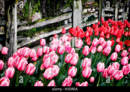 I tulipani letti con split cancellata. Display Roozengaarde giardino. Mt. Vernon. Washington Foto Stock