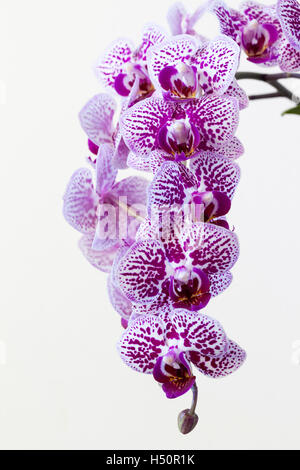 Primo piano di un Violet punteggiato Phalaenopsis Orchid (Moth Orchid) stelo in fiore isolato su uno sfondo bianco Foto Stock