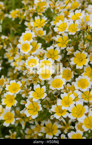Close up di Limnanthes douglasii - Uovo affogato impianto Foto Stock
