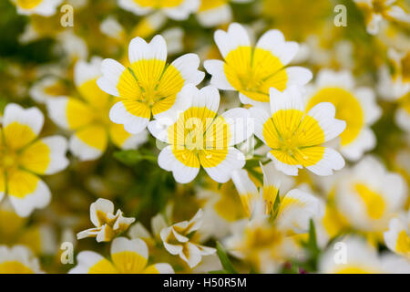 Close up di Limnanthes douglasii - Uovo affogato impianto Foto Stock