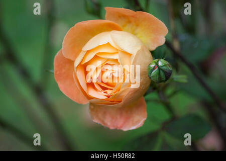 Primo piano di Emma Hamilton rosa con uno sfondo verde sfocato. Un David Austin Rose fiorire nel Regno Unito Foto Stock