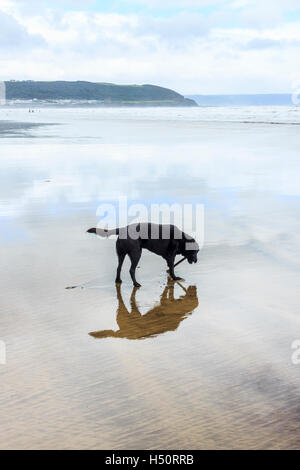 Uno nero Labrador cane con un bastone in deserti di Condino, Devon, Inghilterra, Regno Unito Foto Stock
