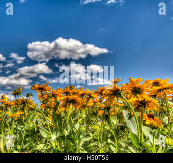 Rendering HDR di un campo di margherite giallo sotto un cielo blu, con copia spazio. Foto Stock
