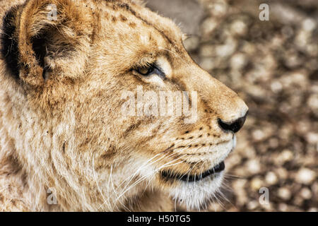 Ritratto di Barbary lion - Panthera leo leo. Ritratto di origine animale. Leonessa closeup. In modo critico le specie in via di estinzione. Vista laterale. Foto Stock