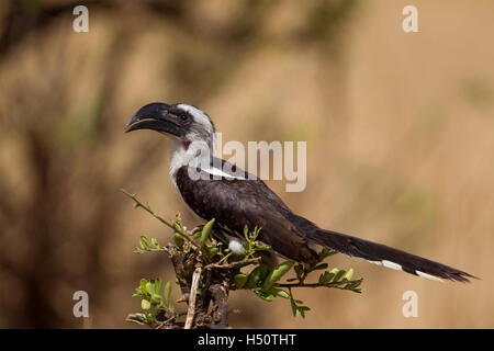 Una femmina di Von der Decken's Hornbill Foto Stock