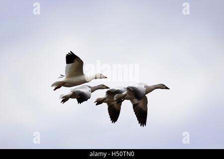 Le oche delle nevi e tre goslings in volo Foto Stock