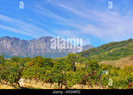 Rickety Bridge Vineyard alla periferia di Franschhoek nella valle di Franschhoek, Capo Occidentale, Sud Africa Foto Stock