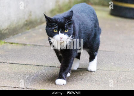 A Downing Street, Londra, il 18 ottobre 2016. Palmerston il Foreign Office pattuglie cat come ministri arrivano al settimanale di riunione del gabinetto al 10 di Downing Street a Londra. Credito: Paolo Davey/Alamy Live News Foto Stock