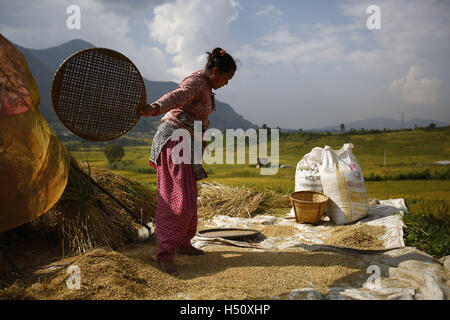 Lalitpur, Nepal. Xviii oct, 2016. Un contadino Nepalese onde separare grana di riso da bucce di riso durante la stagione del raccolto nel villaggio Khokana, Lalitpur, Nepal Martedì, 18 ottobre 2016. In Nepal, l'economia è dominata dall'agricoltura. © Skanda Gautam/ZUMA filo/Alamy Live News Foto Stock