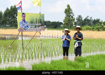 SINGBURI - THAILANDIA 18 : gli agricoltori di piantare il riso dimostrando sufficiente economia come re e Thailandia mostrano la loro fedeltà alla monarchia a Bangrachan su ottobre 18, 2016 in Singburi, Thailandia. Foto Stock