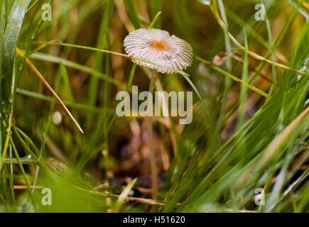 Celle, Germania. Xix oct, 2016. Bolbitius vitellinus, una diffusa specie di funghi non commestibili crescere sul terreno della foresta vicino a Celle, Germania, 19 ottobre 2016. Foto: Julian Stratenschulte/dpa/Alamy Live News Foto Stock