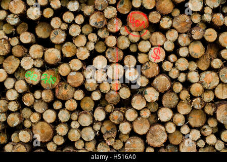 Celle, Germania. Xix oct, 2016. Il legno viene spruzzata con un simbolo di dollaro impilati in una foresta in Celle, Germania, 19 ottobre 2016. Foto: Julian Stratenschulte/dpa/Alamy Live News Foto Stock