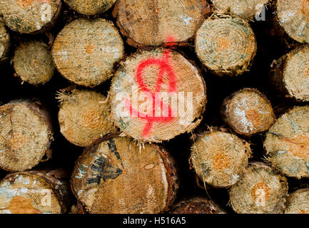 Celle, Germania. Xix oct, 2016. Il legno viene spruzzata con un simbolo di dollaro impilati in una foresta in Celle, Germania, 19 ottobre 2016. Foto: Julian Stratenschulte/dpa/Alamy Live News Foto Stock