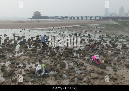 Qingdao, Qingdao, Cina. Xviii oct, 2016. Qingdao, CINA-ottobre 18 2016: (solo uso editoriale. Cina OUT) Persone la cattura di granchi e scavare per le vongole in spiaggia nei pressi di pre-mare ponte dopo l'alta marea astronomica a Qingdao, Cina orientale della provincia di Shandong, Ottobre 18th, 2016. © SIPA Asia/ZUMA filo/Alamy Live News Foto Stock