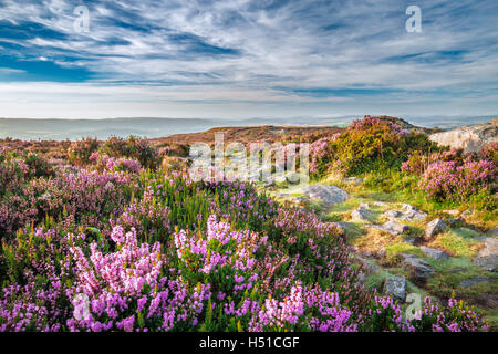 Mountain Heather fiori Prato nella luce del mattino Foto Stock