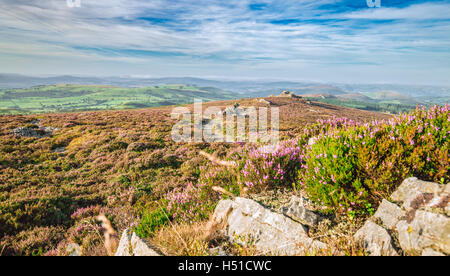 Blooming Heather fiori di colline in Stiperstones REGNO UNITO Foto Stock