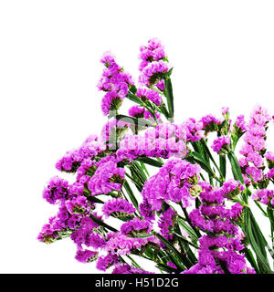 Bouquet da viola fiori statice disposizione centrotavola isolati su sfondo bianco. Foto Stock