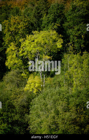 Un ingiallimento tree contro uno sfondo di alberi più ecologici in autunno Foto Stock