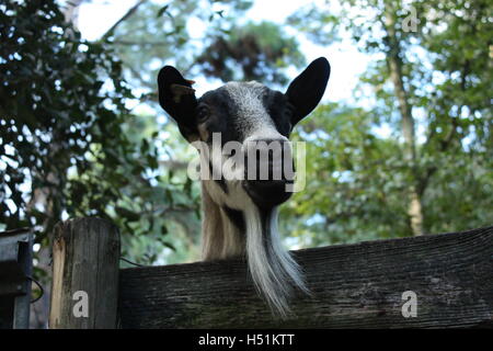 Capra inserimenti della testa oltre il recinto della sua penna - con pizzetto barba! Foto Stock