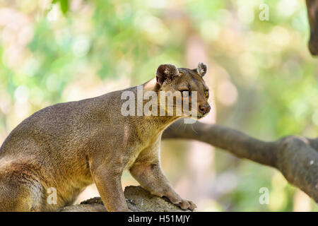 Fossa (Cryptoprocta Ferox) Cat in Madagascar Foto Stock