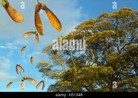 Un composito di acero Acer pseudoplatanus cadere semi in autunno Foto Stock