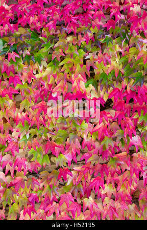 Parthenocissus tricuspidata. Boston Ivy / superriduttore giapponesi in autunno Foto Stock