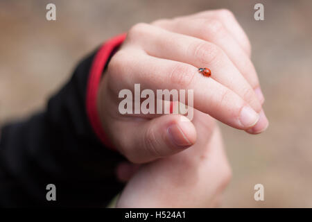 Ladybug in mani Foto Stock