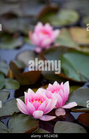 Rosa ornamentali gigli d'acqua su un laghetto in giardino Foto Stock