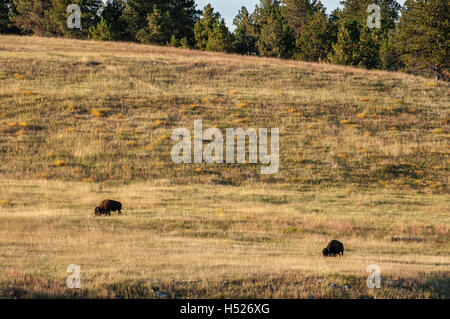 Bison sul pendio di una collina lungo SD 87, parco nazionale della Grotta del Vento, Black Hills, Custer, South Dakota. Foto Stock