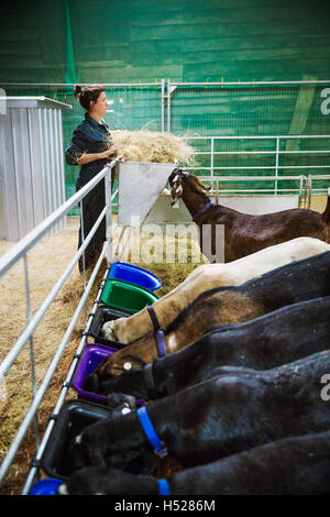 Donna alimentazione di un piccolo allevamento di capre in una stalla. Foto Stock