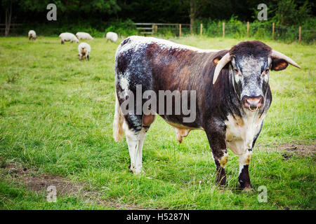 Inglese Longhorn bovini in un pascolo. Foto Stock