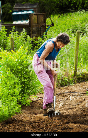 Una donna con un forcone in un piccolo campo. Foto Stock