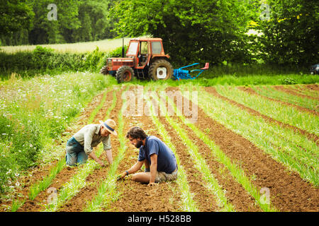 Due uomini tendente filari di piante di piccole dimensioni in un campo. Foto Stock