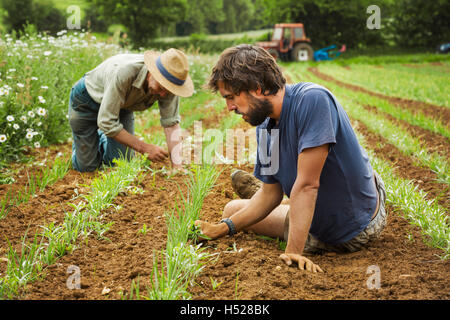 Due uomini tendente filari di piante di piccole dimensioni in un campo. Foto Stock