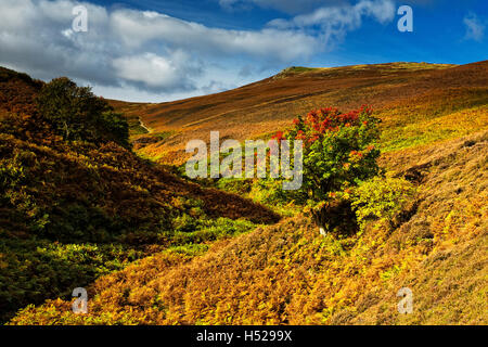 Una vista della valle Harthope in Northumberland come i colori vivaci ruotare durante l'autunno. Foto Stock