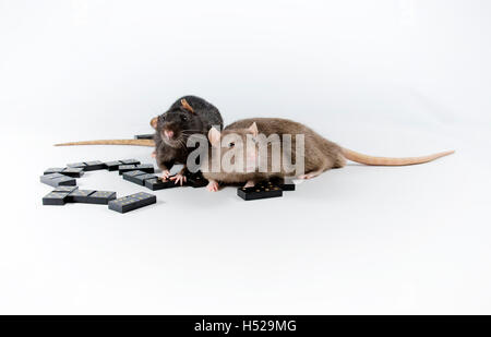 Intelligente e divertente animali domestici decorativo gioco di ratto di domino. Foto Stock