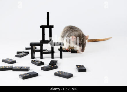 Intelligente e divertente animali domestici decorativo gioco di ratto di domino. Foto Stock