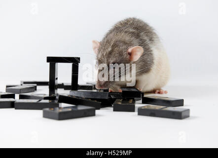 Intelligente e divertente animali domestici decorativo gioco di ratto di domino. Foto Stock