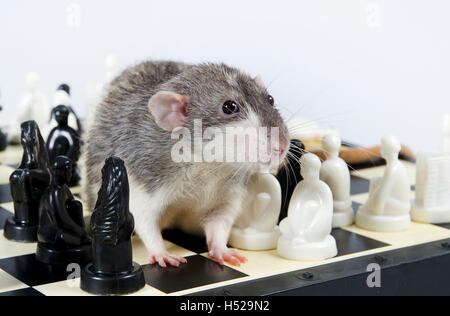 Intelligente e divertente animali domestici rat decorativi giocare a scacchi. Foto Stock