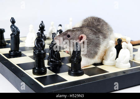 Intelligente e divertente animali domestici rat decorativi giocare a scacchi. Foto Stock