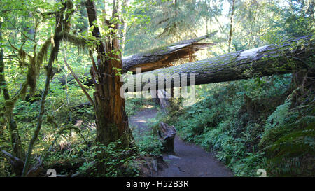 Hoh Rain Forest, il Parco Nazionale di Olympic, WASHINGTON USA - Ottobre 2014: Sentiero attraverso gli alberi coperte di muschio Foto Stock