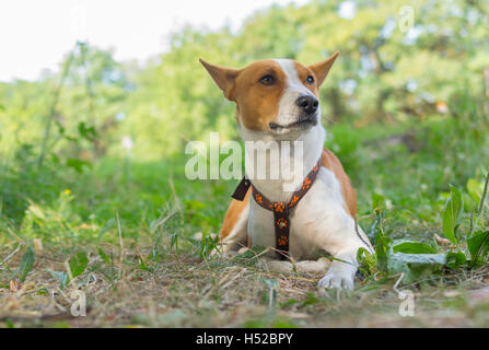 Ritratto di carino basenji cane giacente sul terreno in mattinata estiva (shallow dof) Foto Stock