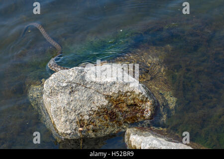 Biscia tassellata (Natrix tessellata) nascondere nel fiume Dnepr su una pietra di fiume Foto Stock