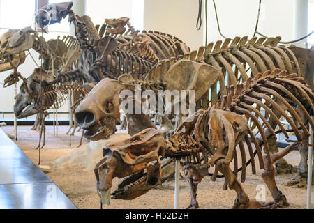 Il Museo Americano di Storia Naturale, NYC Foto Stock