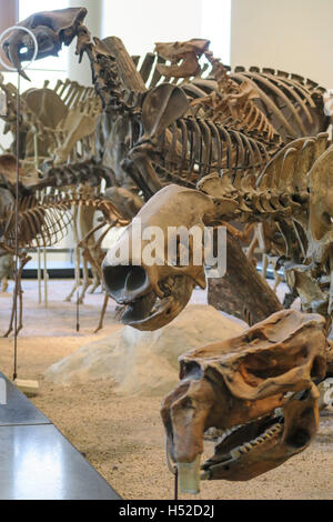 Il Museo Americano di Storia Naturale, NYC Foto Stock