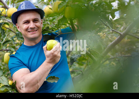 Agricoltore giallo raccolta mele mature dalla struttura ad albero Foto Stock