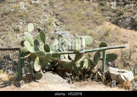 Cactus che cresce su un fencepost vicino al Cammino Inca Foto Stock