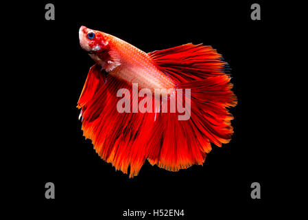 Red betta pesce isolato su sfondo nero Foto Stock