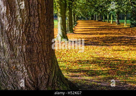 Viale dei Tigli con foglie autunnali che ricopre il pavimento a Marbury Country Park, Comberbach, Northwich, Cheshire, Inghilterra Foto Stock